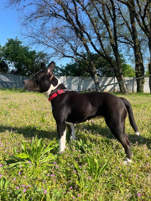 ZARA PIT BULL Foto 2